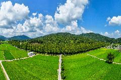 순창팔덕 메타세콰이어길_0113_D-2.jpg