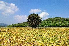 메타세콰이어 길과 장류논콩재배단지  .jpg