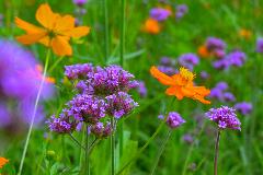 양지천 _DSC0905.jpg