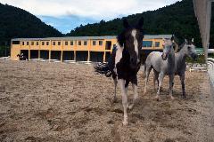 공공승마장 DSC_2230.JPG