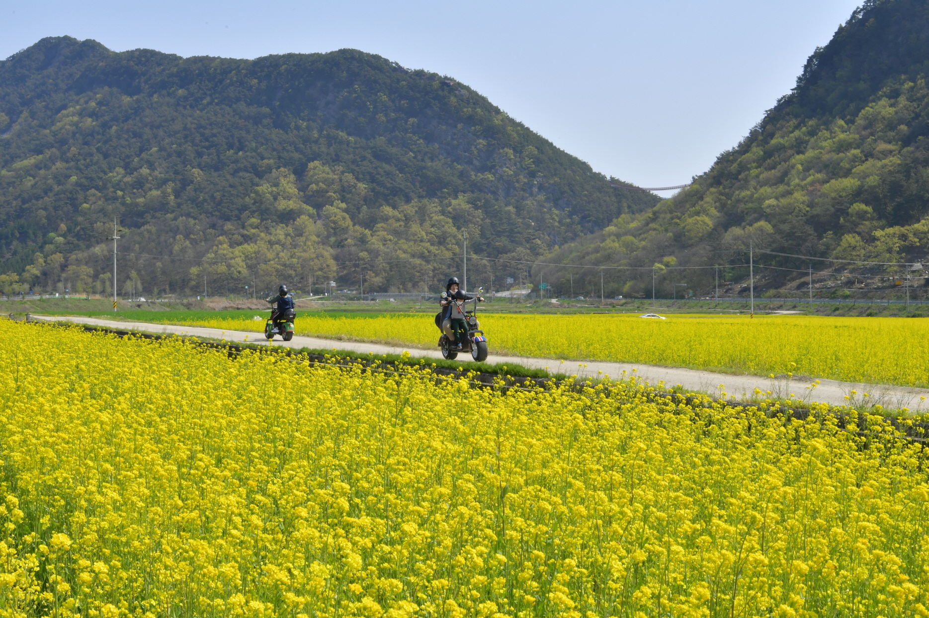 채계산 유채꽃 스쿠터 DSC_2098.JPG
