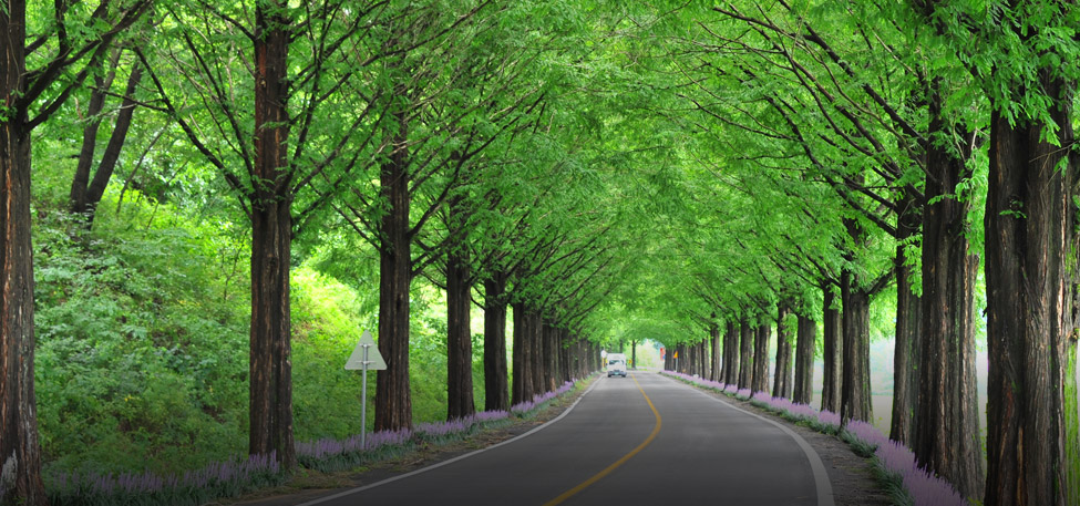 메타세쿼이아길