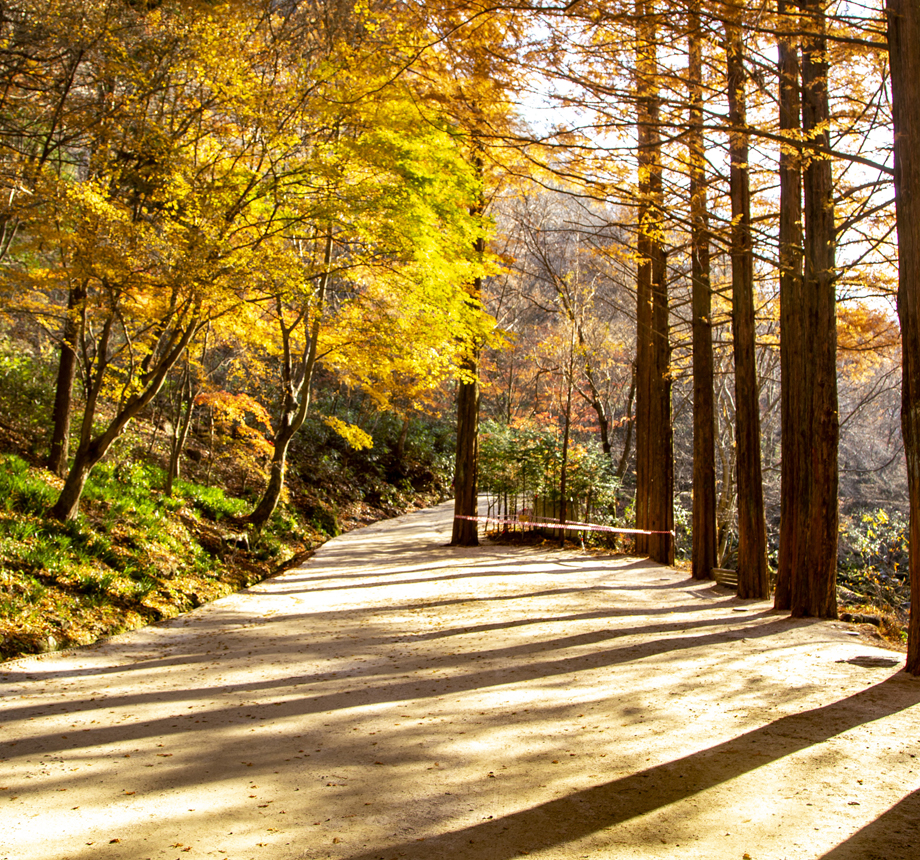 숲속산책코스 사진