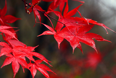 강천산 애기단풍