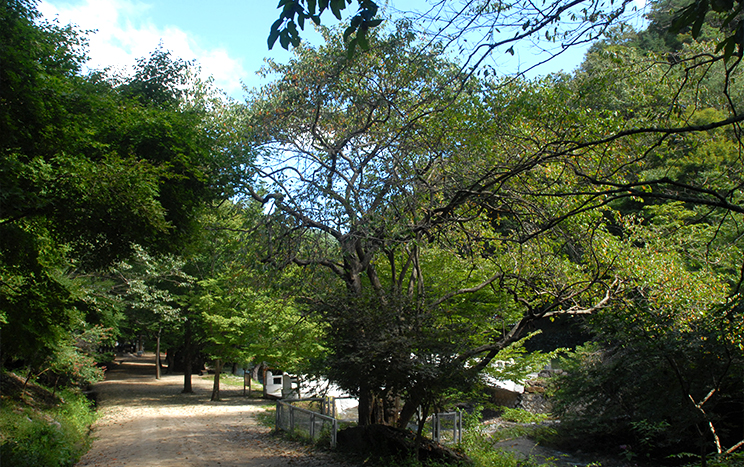 剛泉寺のカリン (記念物 97号)