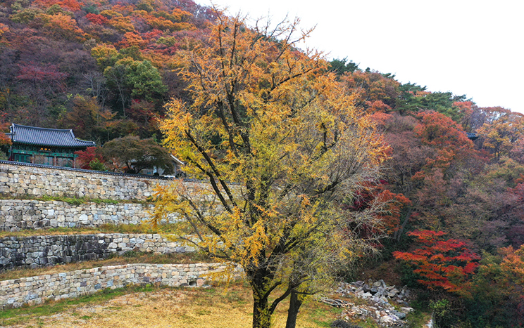 亀岩寺のイチョウ