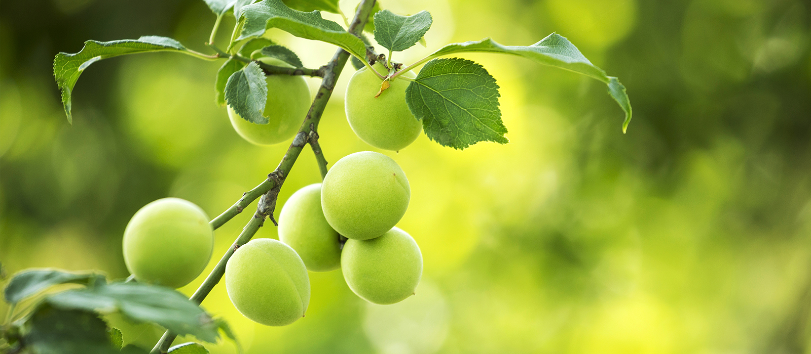 Green Plums