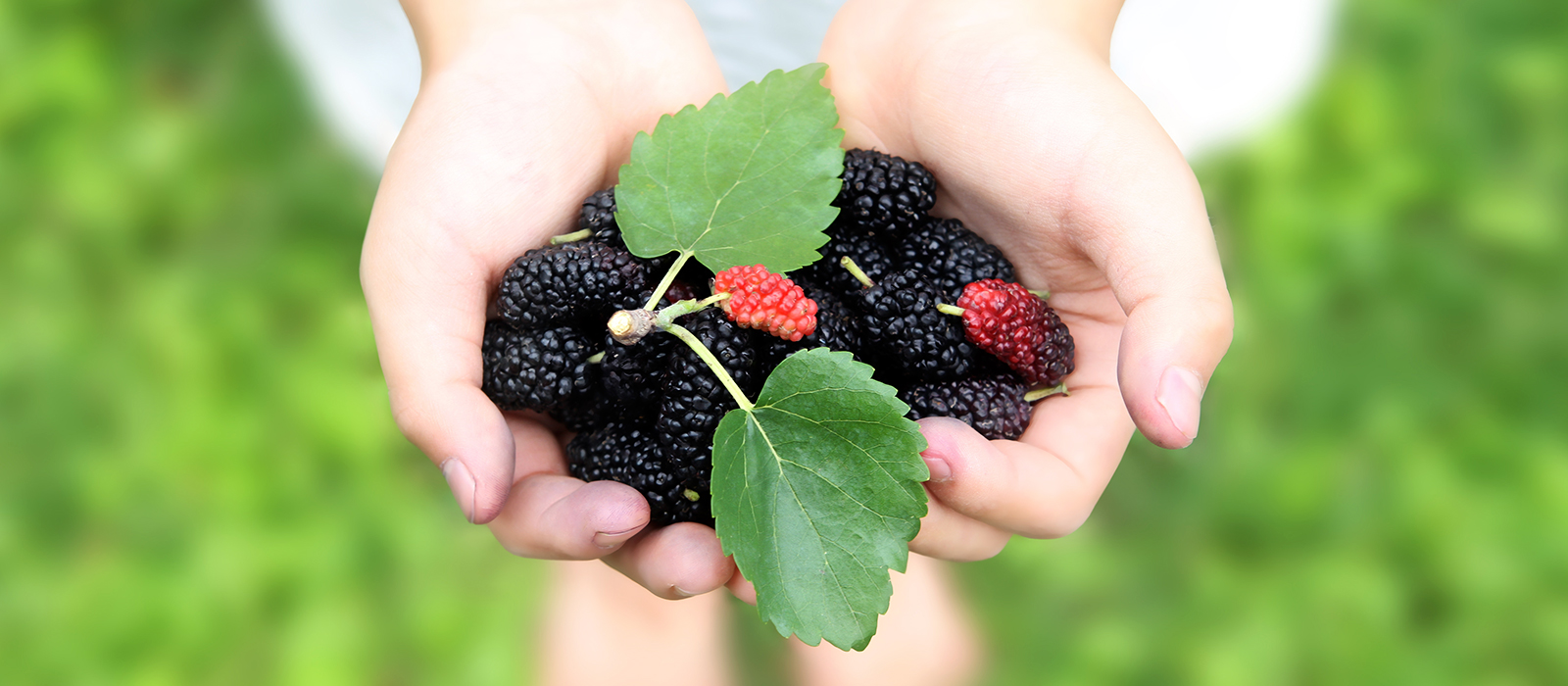 オディ（クワ(桑)の実）