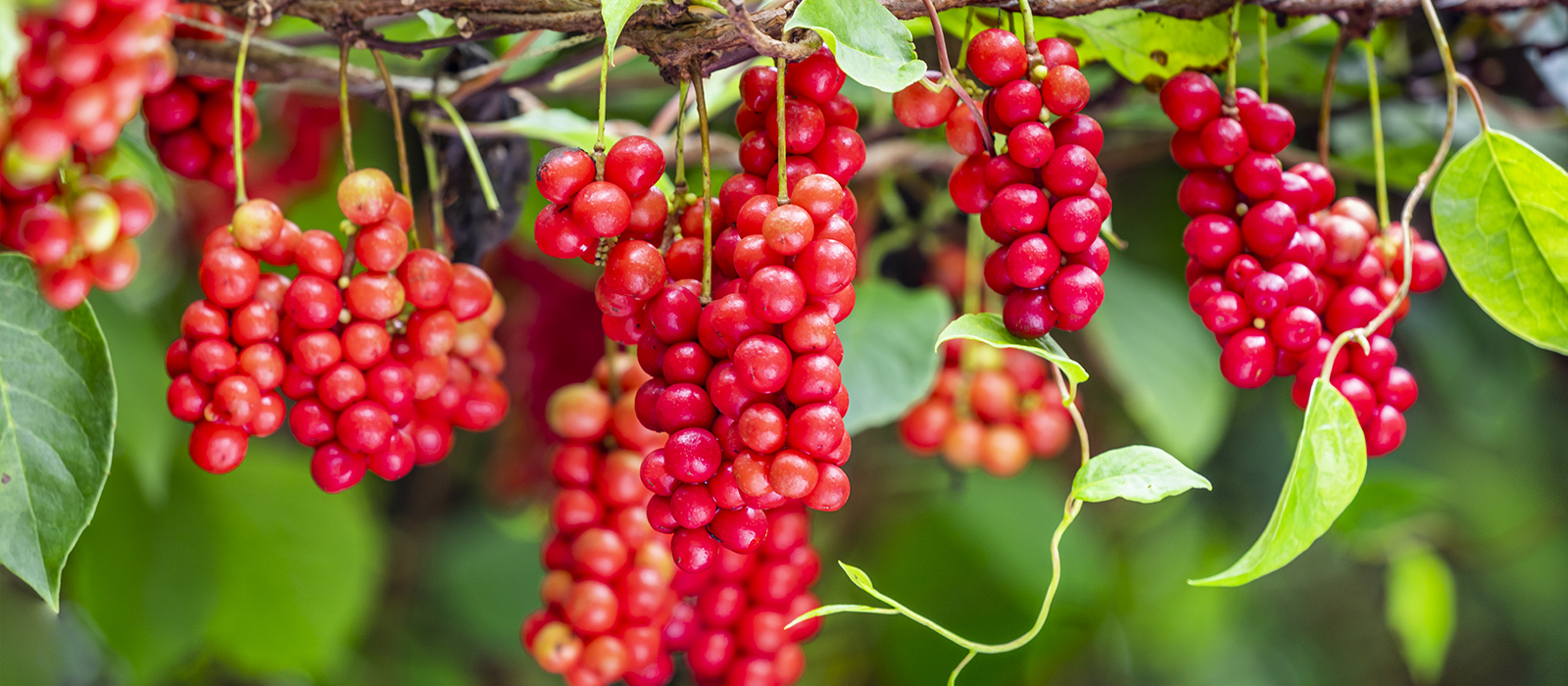 五味子（オミジャ）