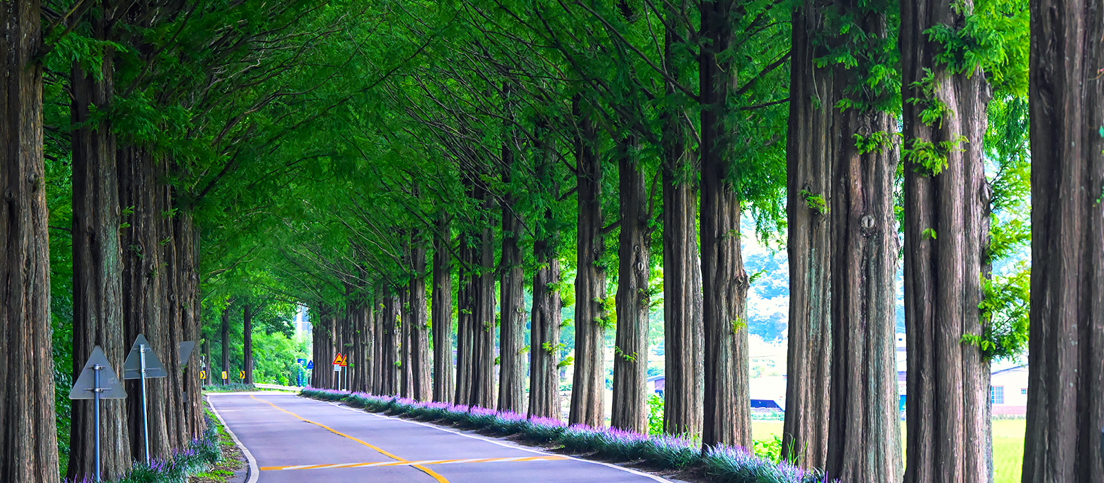 メタセコイア道