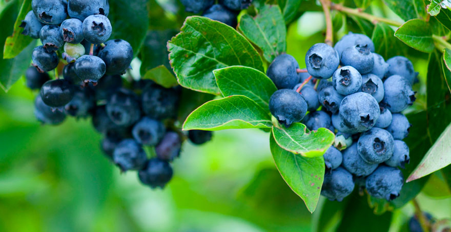 블루베리