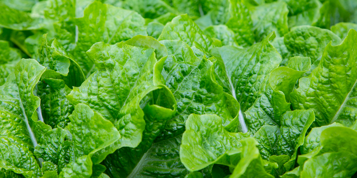 상추(쌈채소)