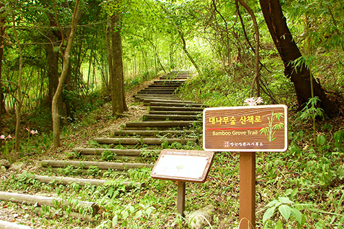 대나무숲(대죽골)