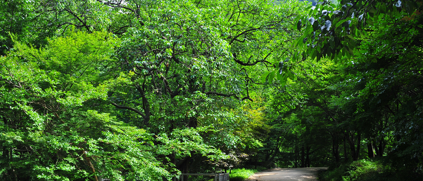 강천산모과나무
