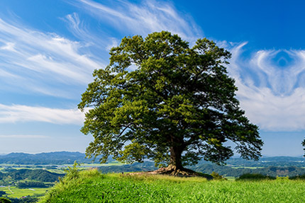 군목 - 느티나무